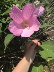 Hibiscus moscheutos