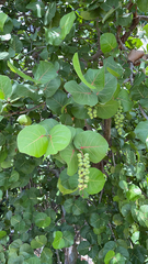 Coccoloba uvifera