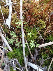Galium uliginosum