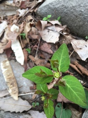 Euphorbia mercurialina