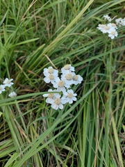 Achillea ptarmica