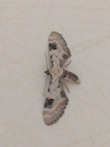 Lime-speck Pug, Schiermonnikoog, Friesland, Netherlands, photo 8 of 10