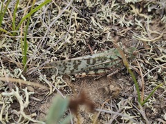 Angaracris barabensis