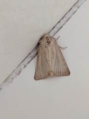 Photedes fluxa