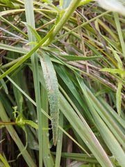 Achillea ptarmica