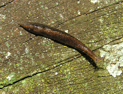 Chlamydephorus dimidius