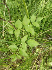 Ostericum palustre