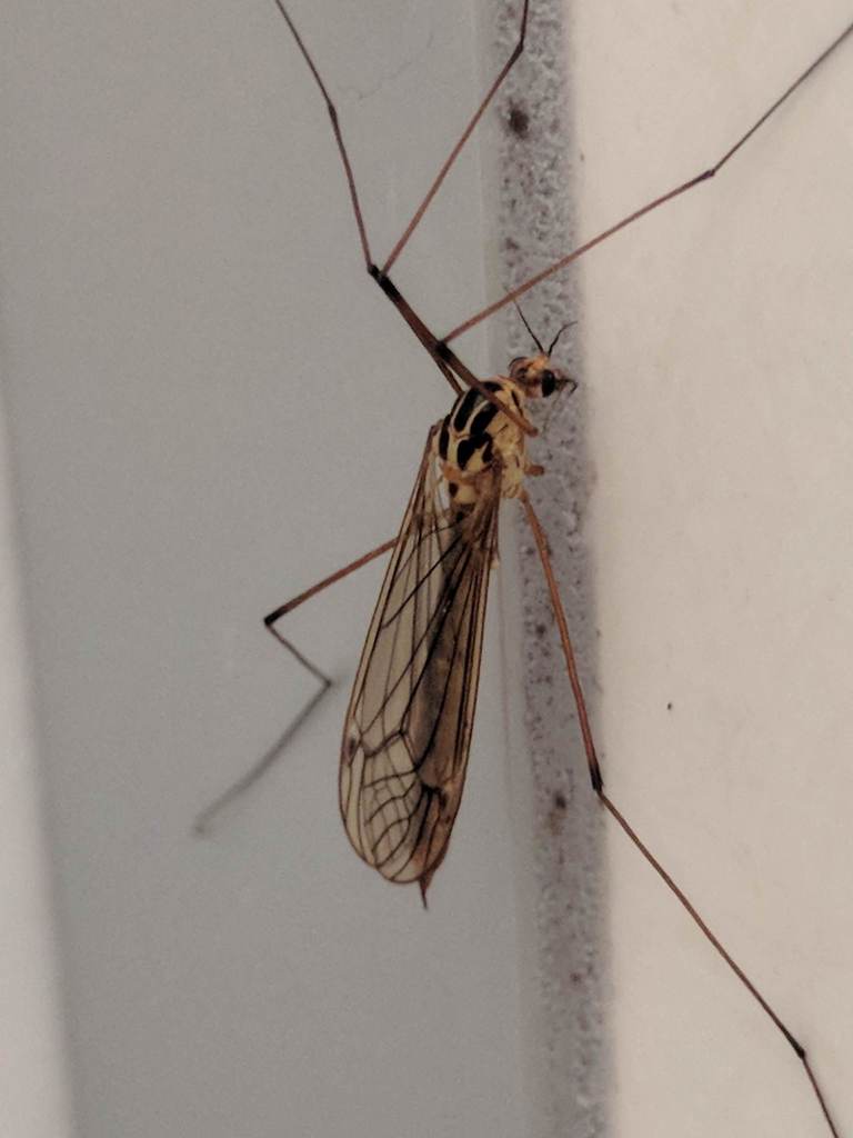 Nephrotoma quadristriata