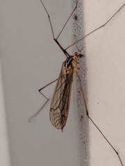 Nephrotoma quadristriata
