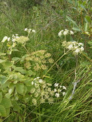 Ostericum palustre