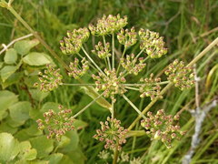 Ostericum palustre