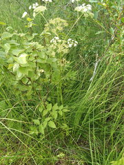 Ostericum palustre