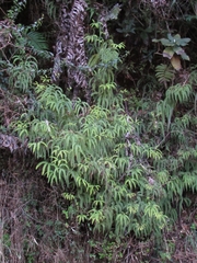 Sticherus squamulosus