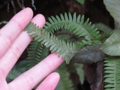 Sticherus squamulosus