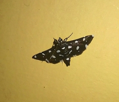 Bocchoris inspersalis