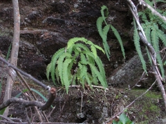 Sticherus squamulosus