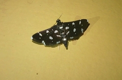 Bocchoris inspersalis