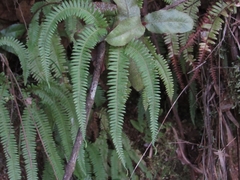 Sticherus squamulosus