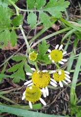 Tanacetum parthenium