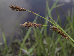 Carex luzulina ablata