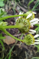 Tanacetum parthenium