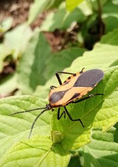 Sephina vinula