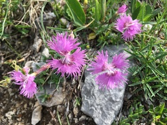 Dianthus sternbergii
