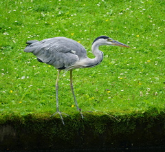 Ardea cinerea