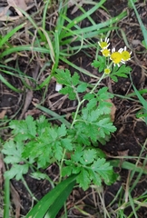 Tanacetum parthenium