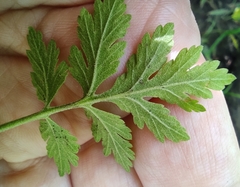 Tanacetum parthenium