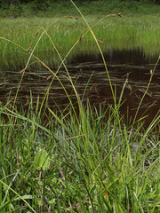 Carex luzulina ablata