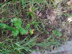 Tanacetum parthenium