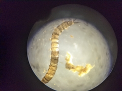 Dicranota