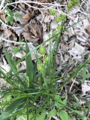 Carex reniformis