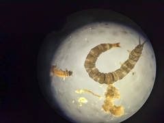 Dicranota