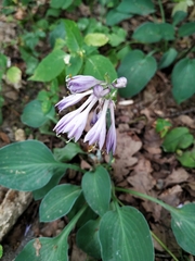Hosta sieboldii
