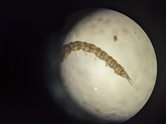 Dicranota
