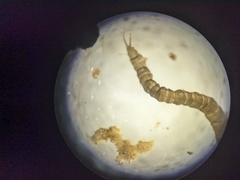Dicranota