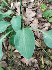 Hosta sieboldii