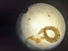 Dicranota