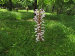 Bistorta manshuriensis