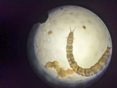 Dicranota