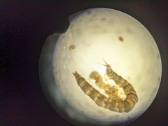 Dicranota