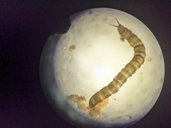 Dicranota