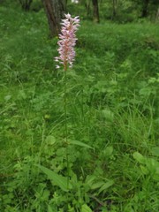 Bistorta manshuriensis