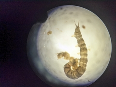Dicranota