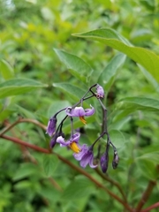 Solanum dulcamara