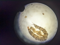 Dicranota