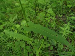 Bistorta manshuriensis