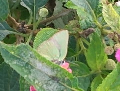 Cyanophrys herodotus